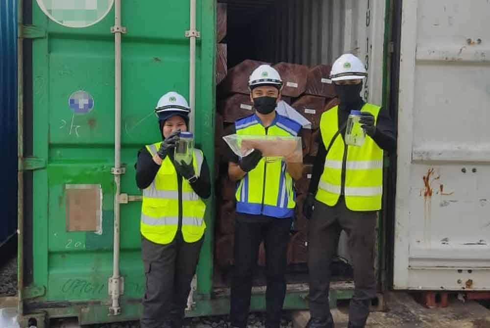 Maqis Pulau Pinang merampas 33.9 tan metrik dagangan kayu jenis Pencil Cedar Baulks di NBCT pada Ahad.