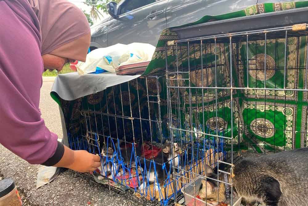 Siti Suraya tidak lena tidur memikirkan si bulus kesayangan sepanjang musim banjir ini.