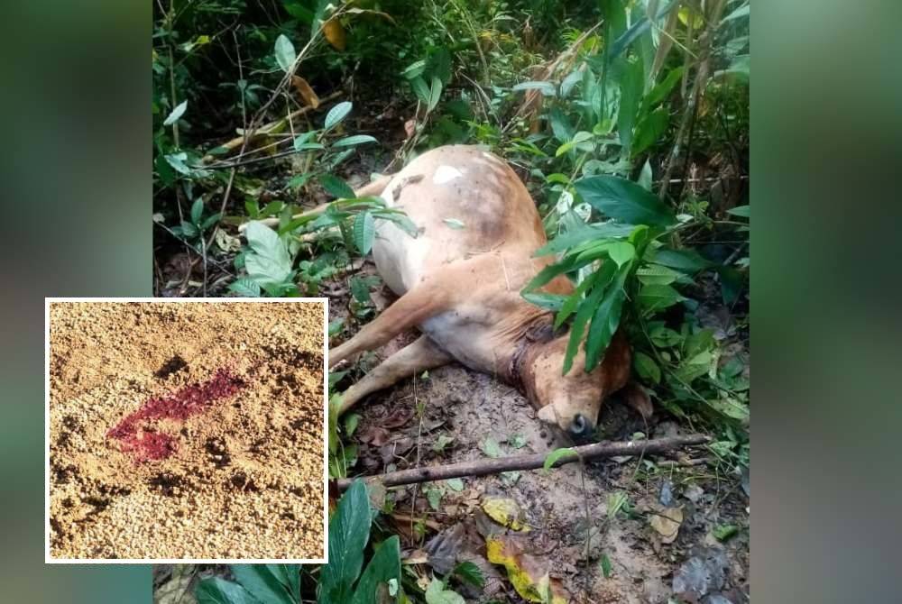 Bangkai seekor lembu ditemukan mati dipercayai dibaham pak belang. - Foto Ihsan pembaca (Antara kesan yang ditinggalkan oleh harimah belang di kawasan Bukit Bakar, Machang.)