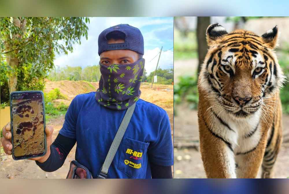 Tuan Mohd Faris Zairi menunjukkan kesan tapak kaki harimau belang.