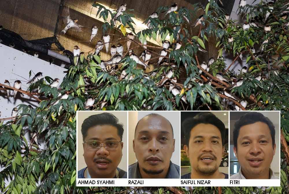 Kumpulan burung layang-layang hinggap dan membuat sarang di dahan pokok di apartmen Danau Perintis, Puncak Alam.