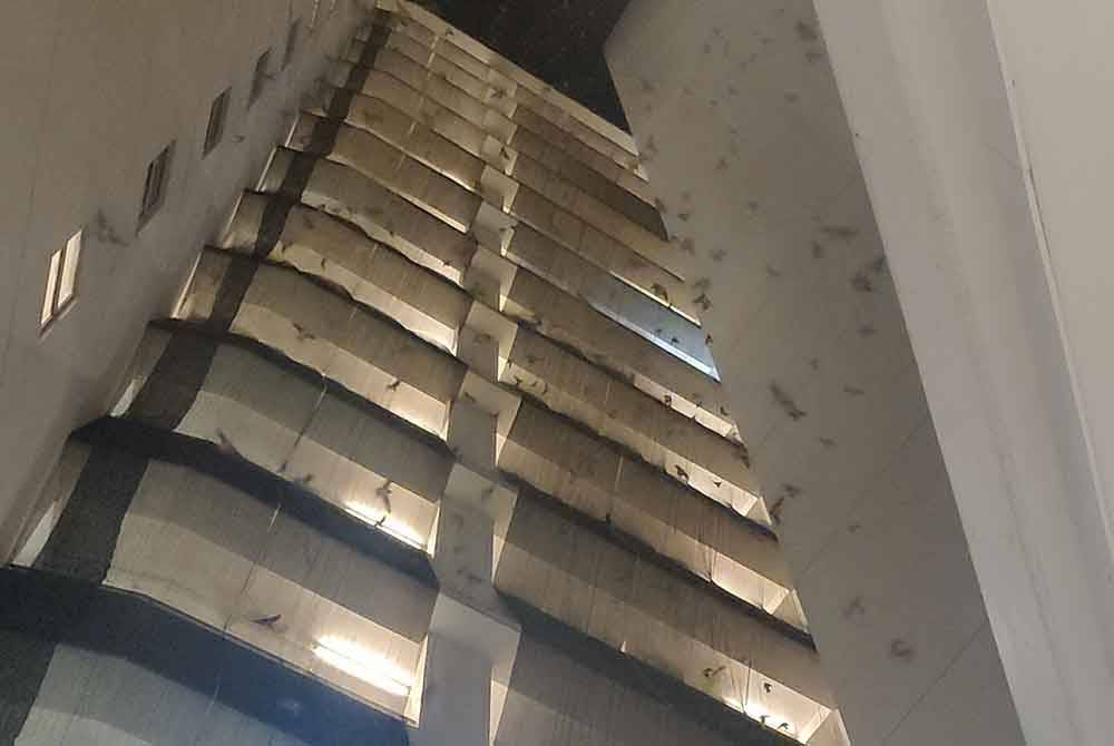 Burung berterbangan di bangunan apartmen berkenaan.