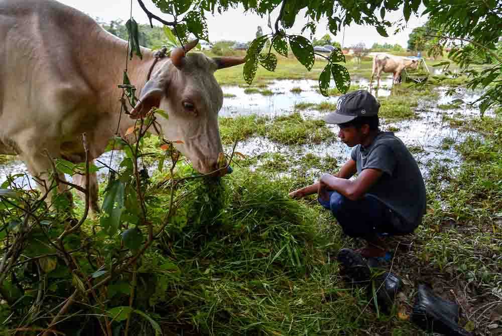 Muhammad Liza Fazrin membantu bapanya memberi makan lembu peliharaan. - Foto Bernama
