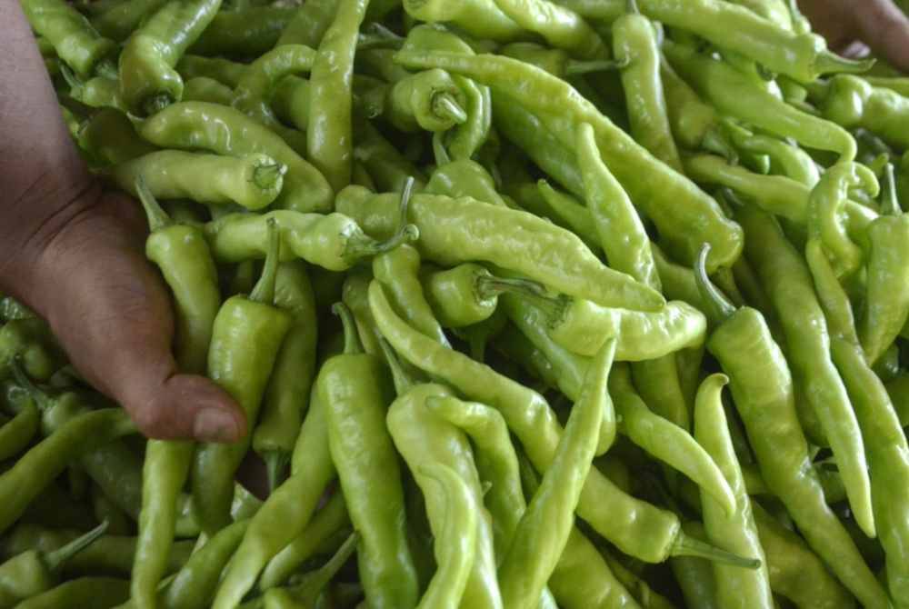 Tahun ini harga cili yang dijual kepada pemborong mencecah RM18 sekilogram berbanding harga asal RM10 bagi sekilogram. - Foto Bernama