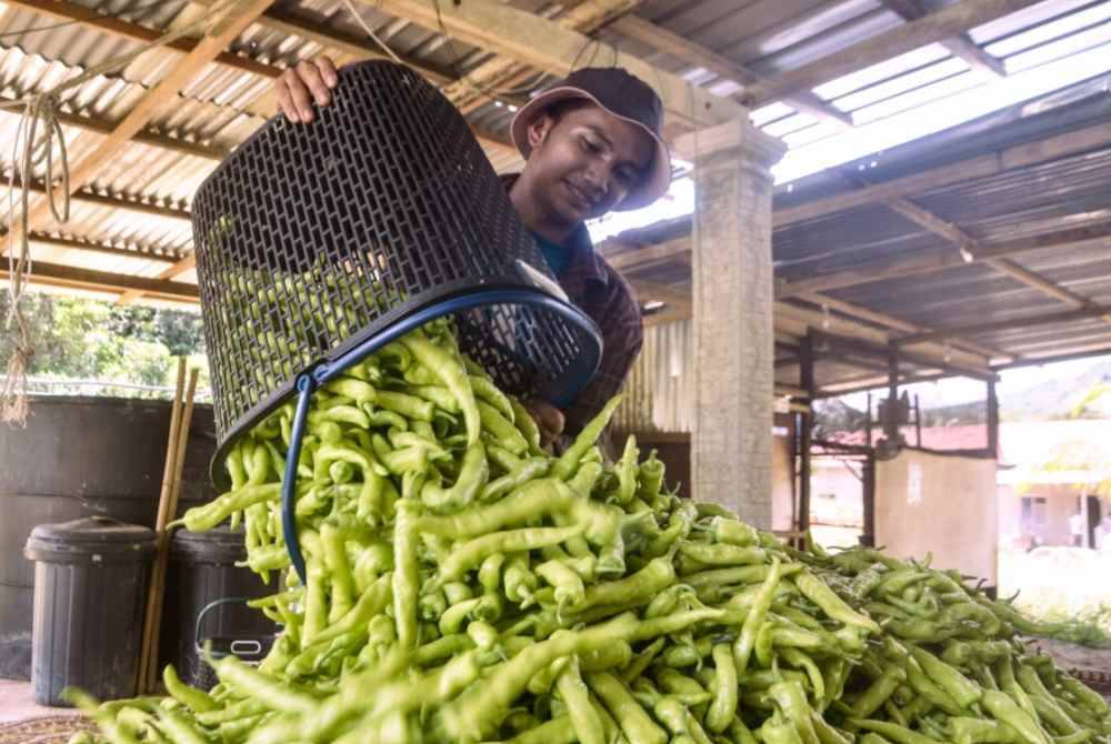 
Muhamad Aiman mengumpulkan hasil tuaian lada solok jenis Taming Sari. - Foto Bernama