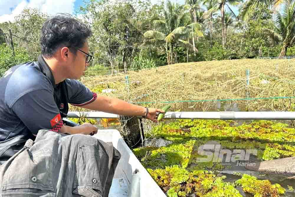 Sayur timun yang tidak sempat dikutip kerana banjir.
