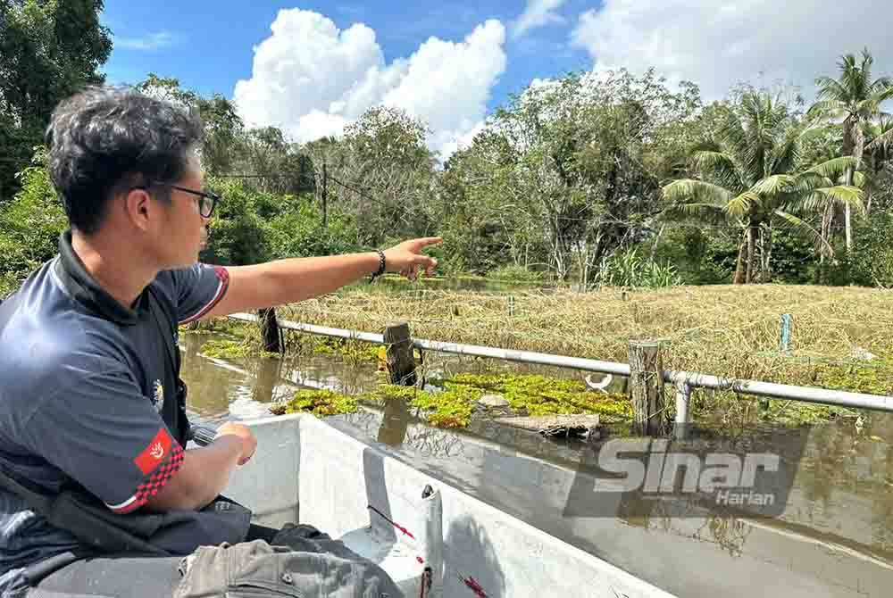 Muhammad Syahfiq menunjukkan ladang timun yang tidak dapat diselamatkan.