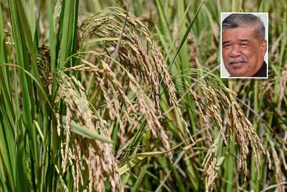 Kerajaan berusaha untuk memperhebatkan lagi Program SMART Sawah Berskala Besar (SMART SBB) Ala Sekinchan di seluruh negara termasuk di Sabah dan Sarawak. - Foto: Bernama. Gambar kecil: Mohamad Sabu