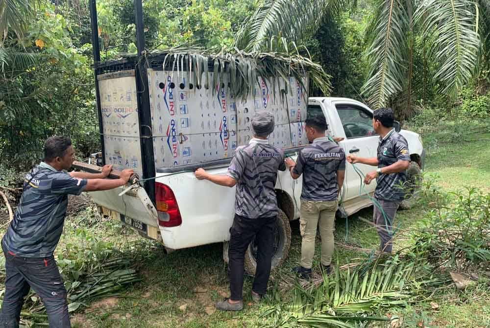 Harimau kumbang dibawa ke habitat asal supaya tidak mengganggu haiwan ternakan. - Foto Perhilitan Terengganu