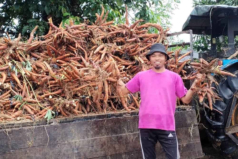 Sebanyak 60 tan ubi kayu dijual dalam tempoh dua minggu sejak musim tengkujuh melanda baru-baru ini.