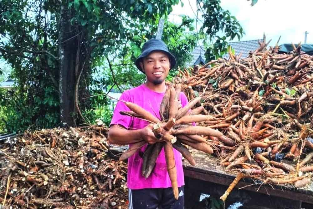 Muhamad Azizan tidak menyangka ubi kayu yang ditanam mampu mengeluarkan hasil sehingga 60 tan dalam tempoh dua minggu.