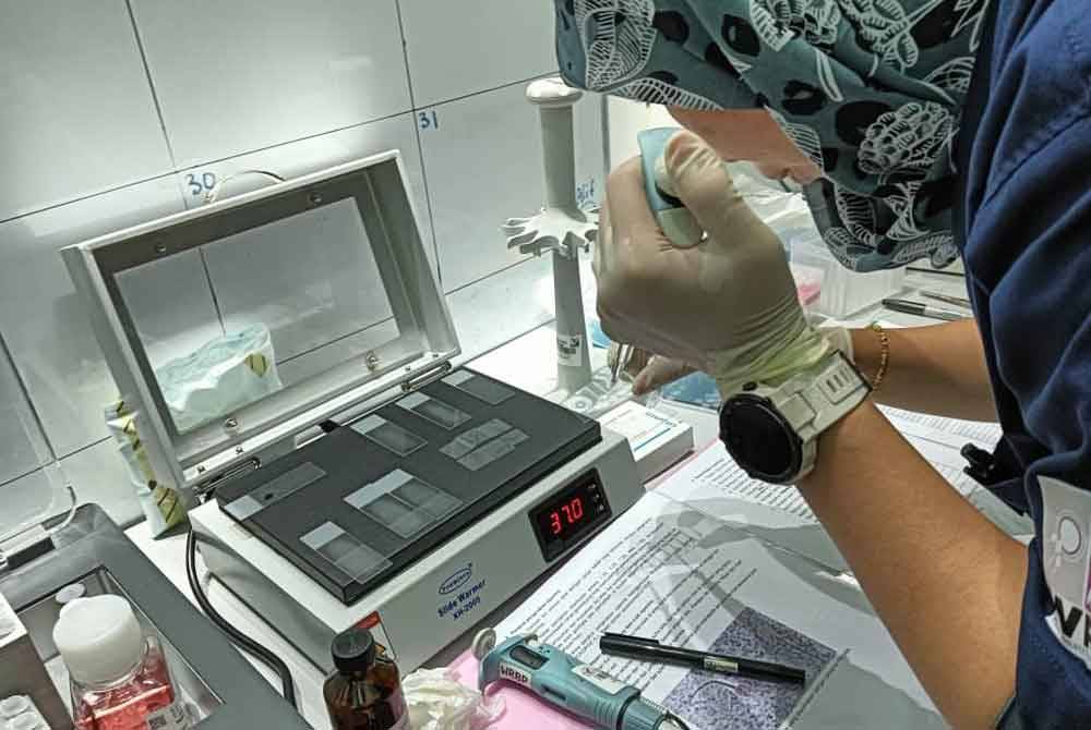 Langkah seterusnya adalah menjalankan proses pemanian beradas terhadap harimau betina iaitu Zanah