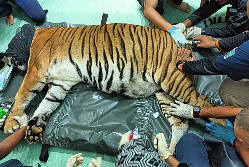 Proses yang dilakukan bagi pengumpulan semen yang diperolehi daripada harimau jantan bernama Bobby.