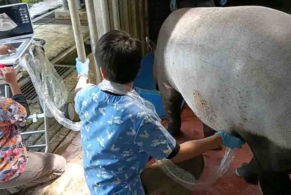 Pasukan WRB dan kakitangan PKHL melakukan pemeriksaan kebuntingan terhadap salah satu tapir betina di Sungai Dusun, Kuala Kubu Baru pada Jumaat.