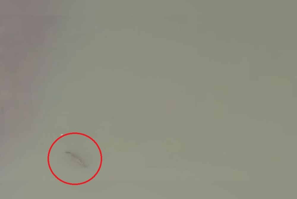 Penampakan 'sang bedal' yang mencetuskan kebimbangan orang awam. Foto: Perhilitan Selangor