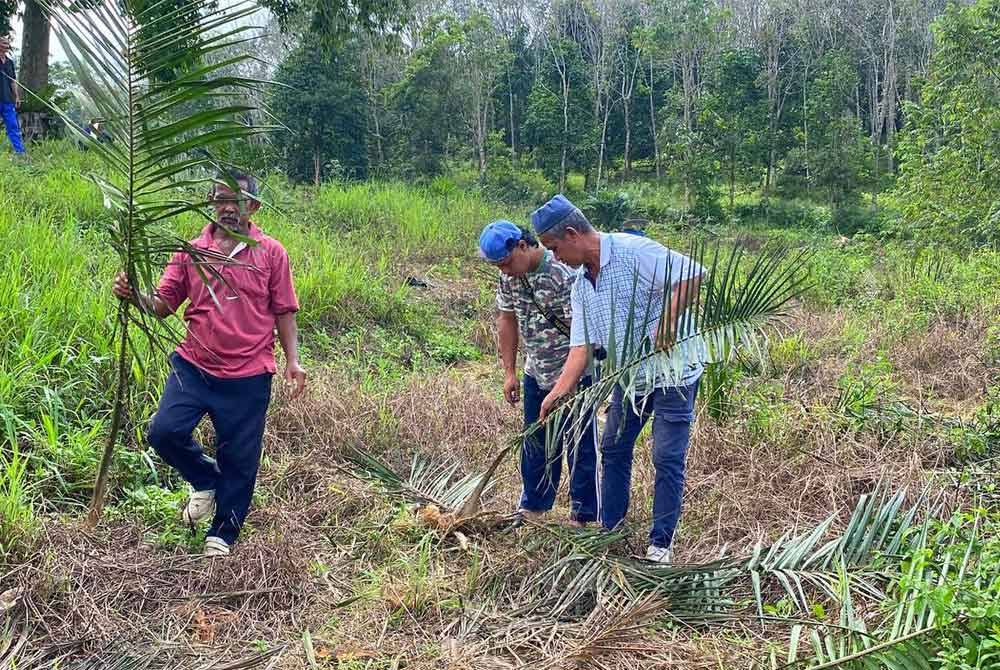 Pekebun membersihkan kesan kemusnahan angkara gajah di Kampung Gertak Kangkong, Mengkebang, Kuala Krai pada Isnin.