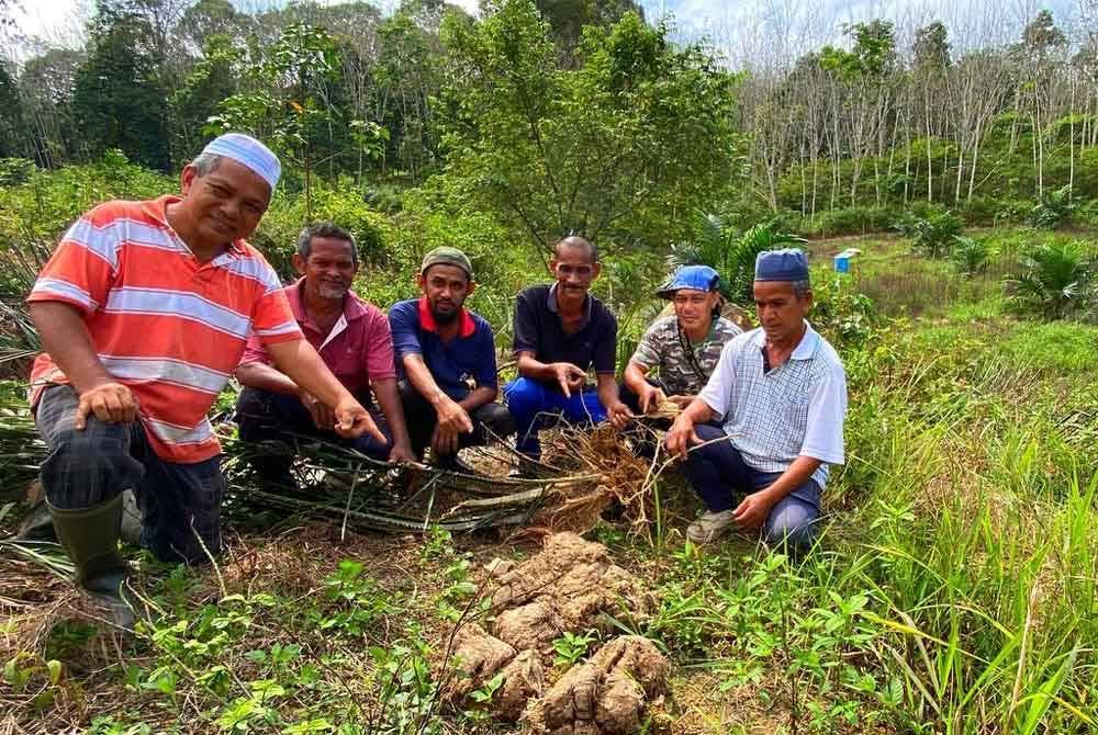 Pekebun di Kampung Gertak Kangkong, Mengkebang di Kuala Krai berdepan kerugian besar apabila seekor gajah seberat dua tan menceroboh kebun mereka pada Jumaat.