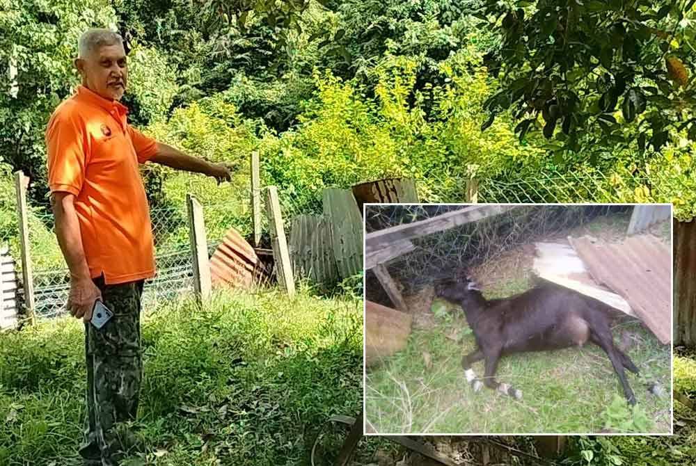 Mohamad Daud menunjukkan lokasi kambingnya yang ditemui mati. Gambar kecil: Keadaan kambing Mohamad Daud yang mati disyaki dibaham harimau kumbang.