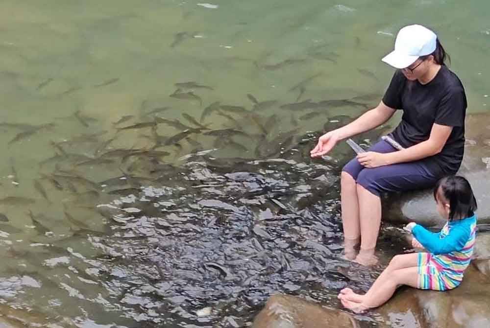 Ikan pelian jinak mengerumuni pengunjung yang memberi makan di Tagal Tinopikon, Sungai Moyog Kampung Noturos, Penampang.
