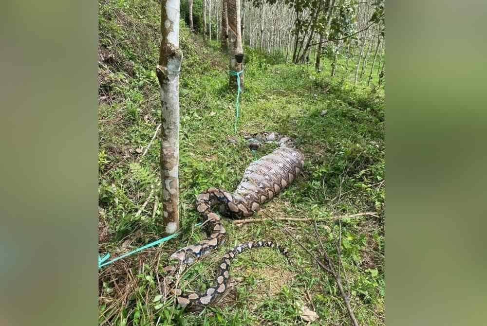 Penduduk ternampak objek panjang di tengah kebun getah sebelum menghampiri reptilia berkenaan.