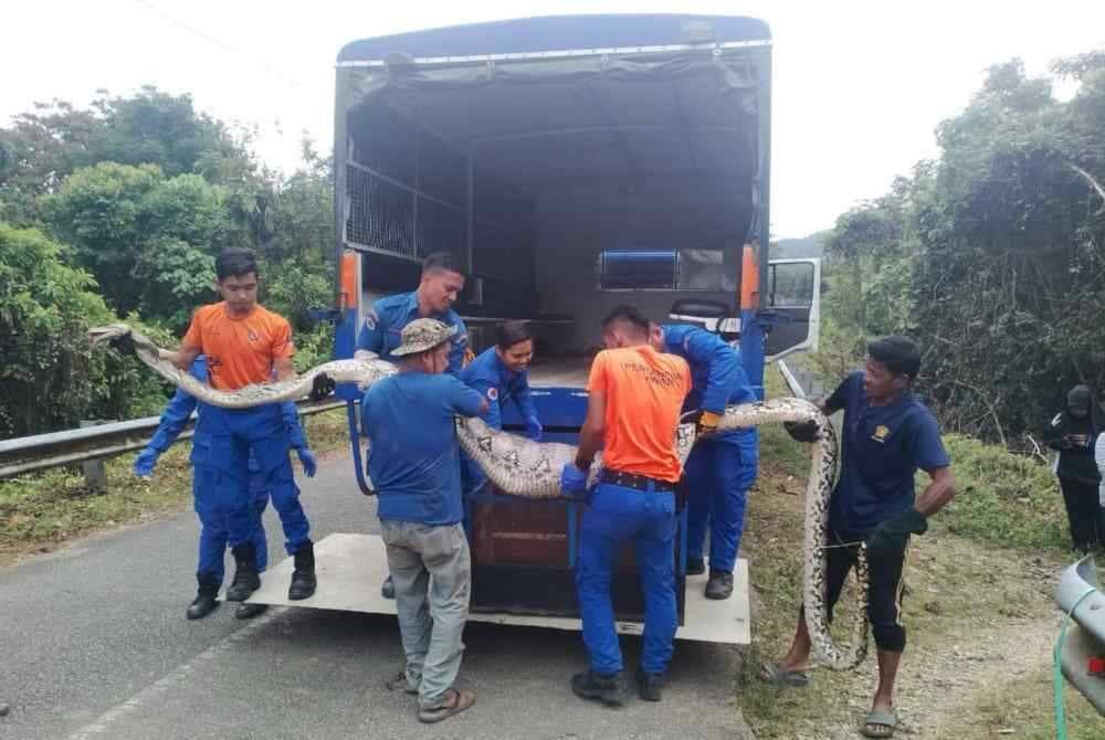 Anggota APM dan penduduk kampung mengalihkan ular sawa yang disyaki menelan anak lembu ke atas lori.