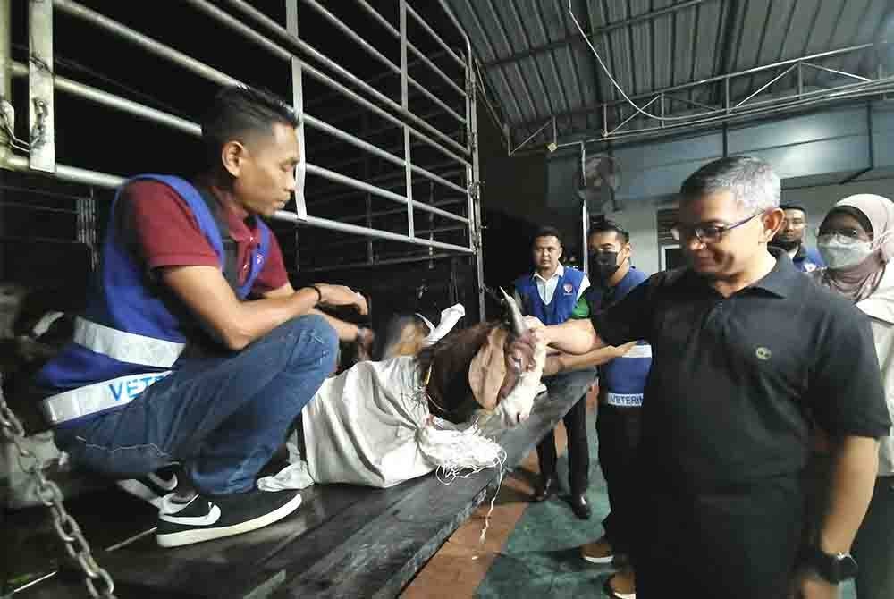 Azman (kanan) melihat kambing yang cuba diseludup masuk yang dirampas dalam operasi dijalankan kira-kira jam 7.30 malam di Kampung Penarik, Setiu pada Rabu.