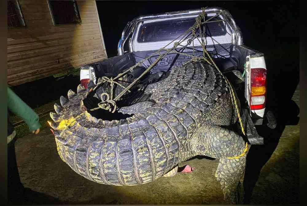Lapan das tembakan dilepaskan menyebabkan buaya tembaga jantan sepanjang hampir lima meter dan lebar satu meter itu mati.