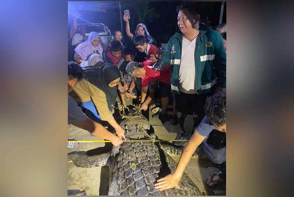 Lebar buaya yang berjaya ditembak mati hampir satu meter di Kampung Remang, Lahad Datu.