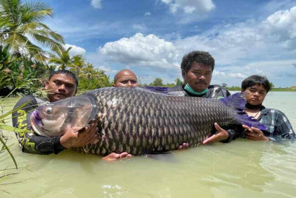 Ikan kap Siam yang hanya boleh didapati di Thailand, turut dijadikan sukan memancing di kolam berbayar di negara tersebut. - Agensi