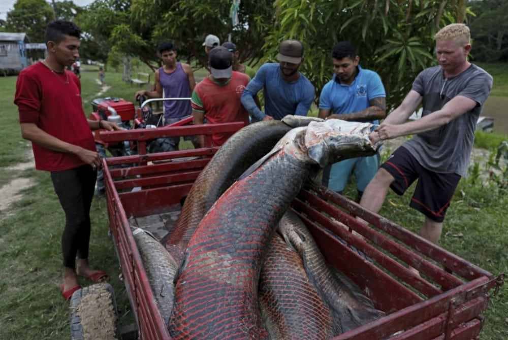 Nelayan tempatan menangkap ikan Pirarucus atai Arapaima Gigas di Sungai Amazon, Brazil. - AFP
