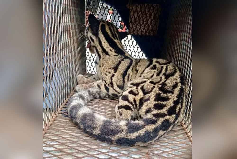 Haiwan liar itu dimasukkan ke dalam sangkar pindah dan seterusnya dihantar ke NWRC, Sungkai, Perak untuk rawatan selanjutnya.