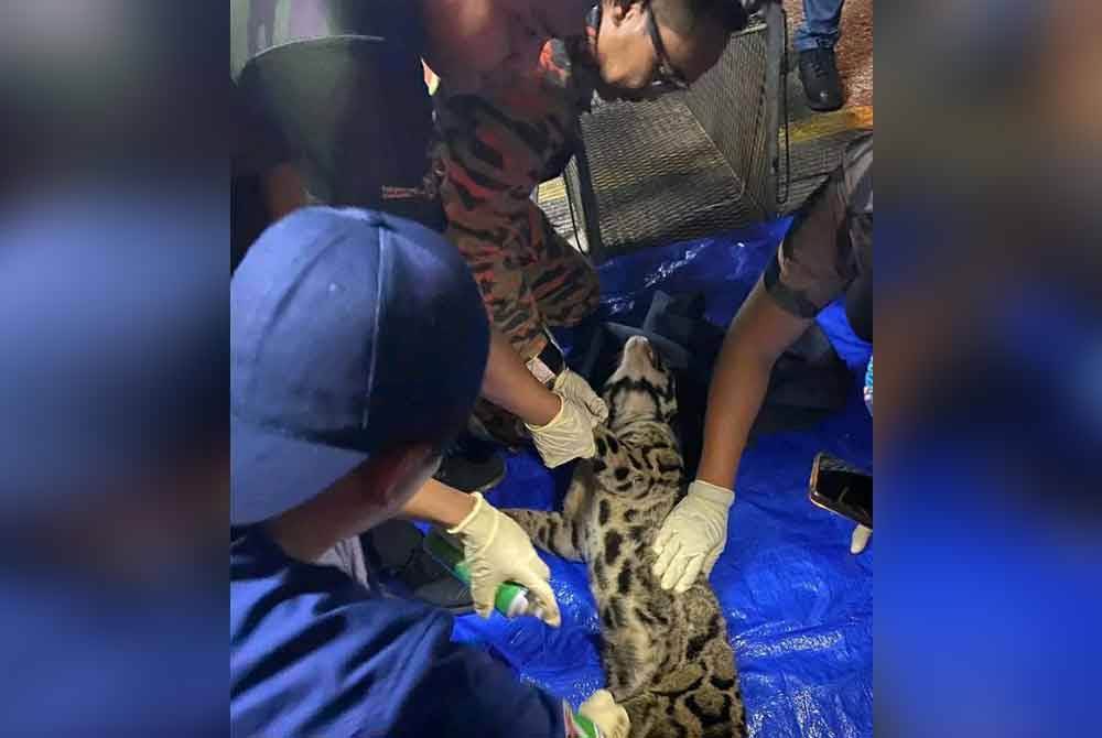 Perhilitan dan bomba menyelamatkan harimau dahan yang tercedera di Semenyih pada Rabu lalu.