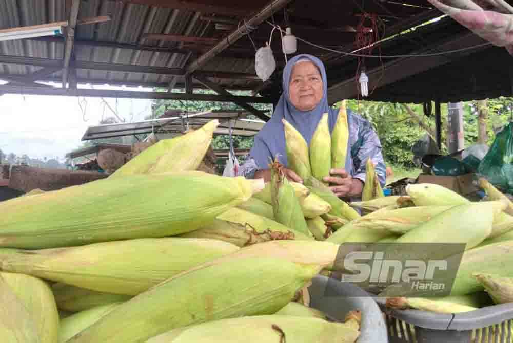 Jizah menunjukkan jagung dari Cameron Highlands yang dijual di gerainya.