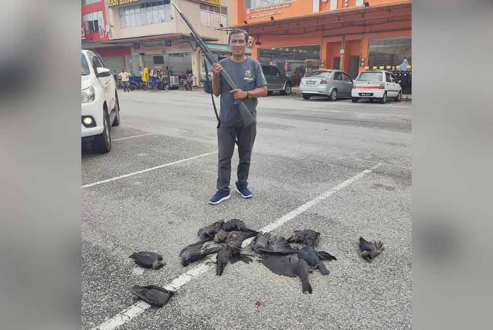 Antara gagak yang berjaya ditembak dalam operasi khas sekitar Hulu Selangor.