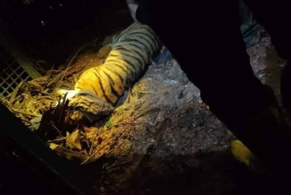 Seekor harimau belang jantan seberat 90 kilogram yang berkeliaran di kawasan penempatan di Ulu Kinta berjaya ditangkap menggunakan tembakan pelali. - Foto Media sosial