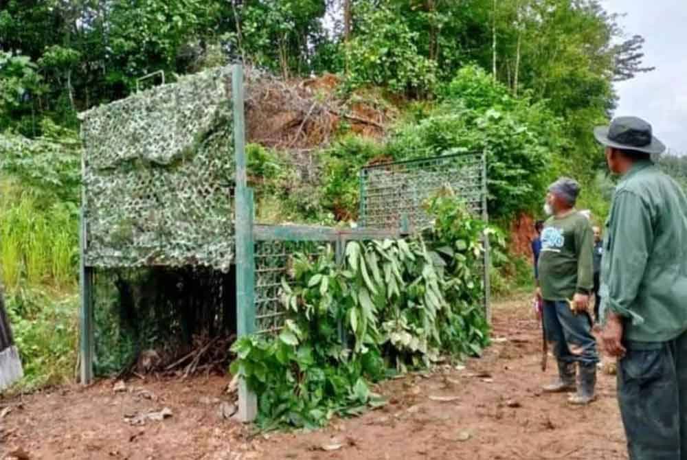 Perangkap dipasang Perhilitan berjaya memembawa kepada penangkapan seekor harimau belang jantan di Rancangan Perumahan Tersusun (RPT) Tanjung Damai pada Rabu. - Foto Media sosial
