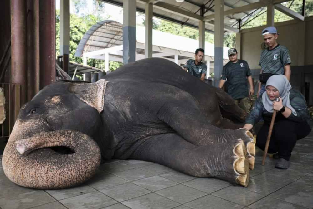 
Norain yang merupakan seorang daripada tiga mahut gajah wanita pertama di pusat konservasi itu berkata, minat terhadap gajah bermula sejak kecil kerana sering mengikut bapanya, Saudi Sidek, 63, yang pernah berkhidmat di PKGK. - Foto Bernama