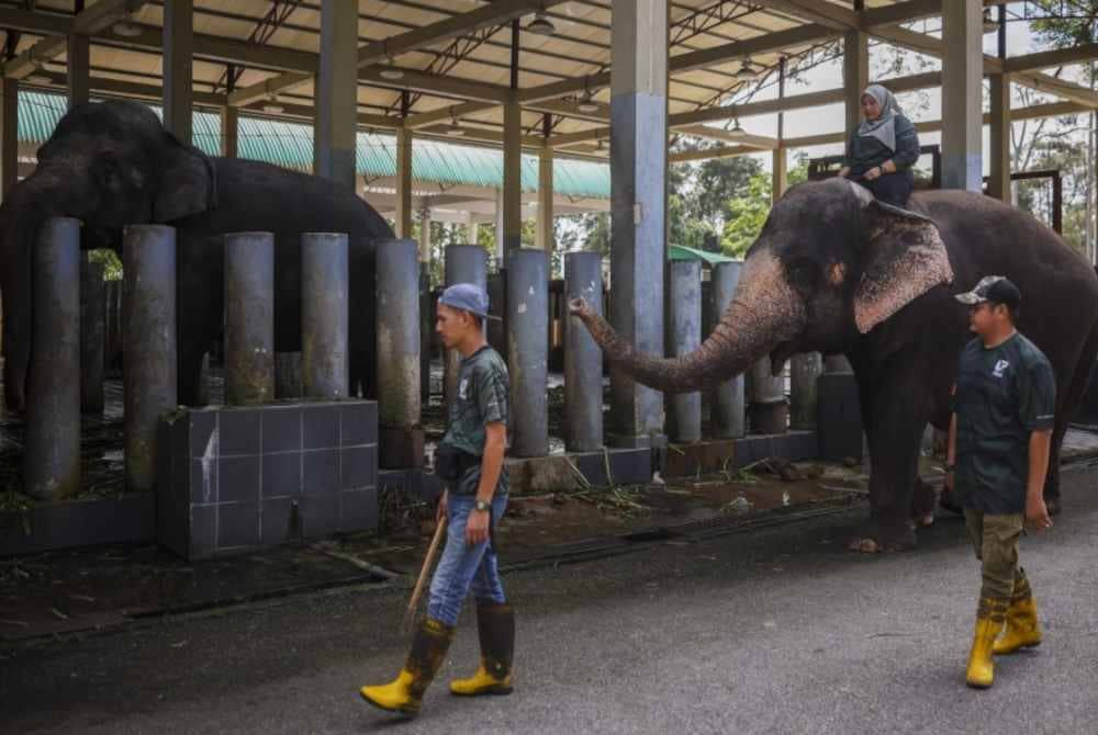 
Antara rutin tugasan harian sebagai yang dilakukan beliau ialah memberi makan, membawa gajah berjalan keluar dan memandikan mamalia tersebut. - Foto Bernama