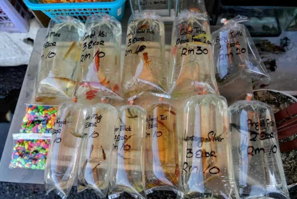 Jalan Pasar Pudu umpama lubuk bagi mereka mendapatkan pelbagai jenis ikan hiasan pada harga yang murah dan berpatutan. Foto: Bernama