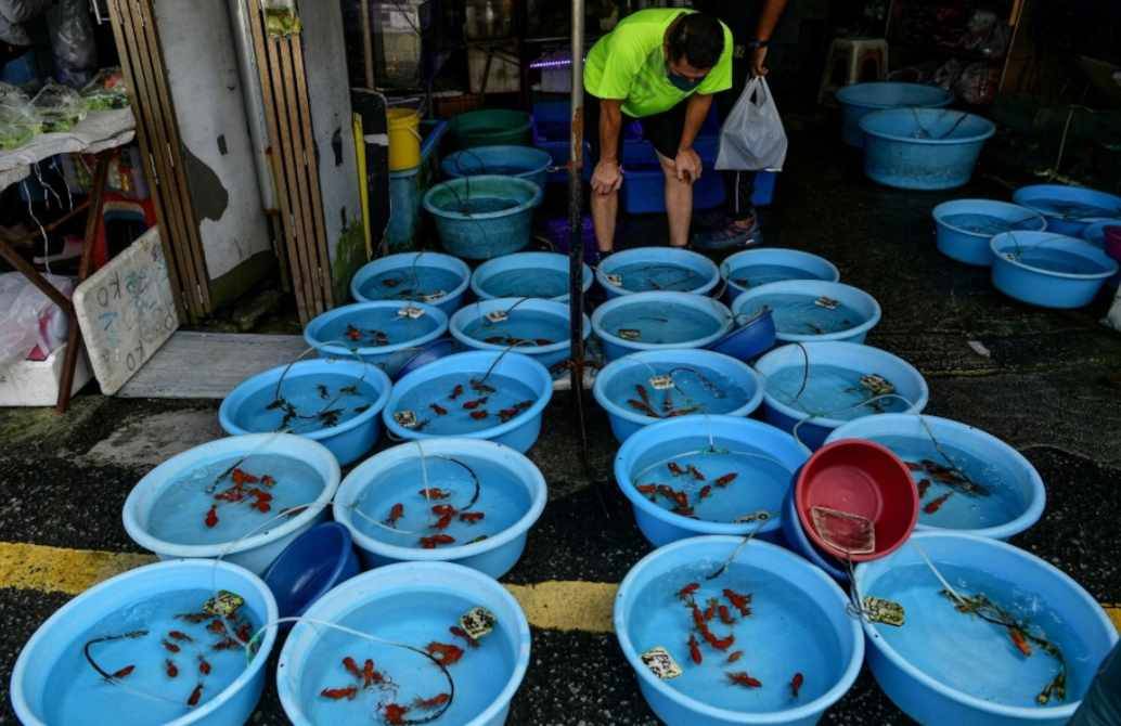 Ikan hiasan dipamerkan di dalam bekas untuk dijual kepada pelanggan. Foto: Bernama