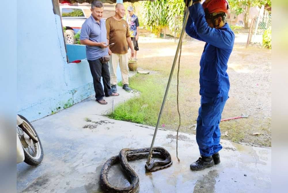 Anggota APM Alor Gajah berjaya menangkap reptilia menggunakan peralatan khas.
