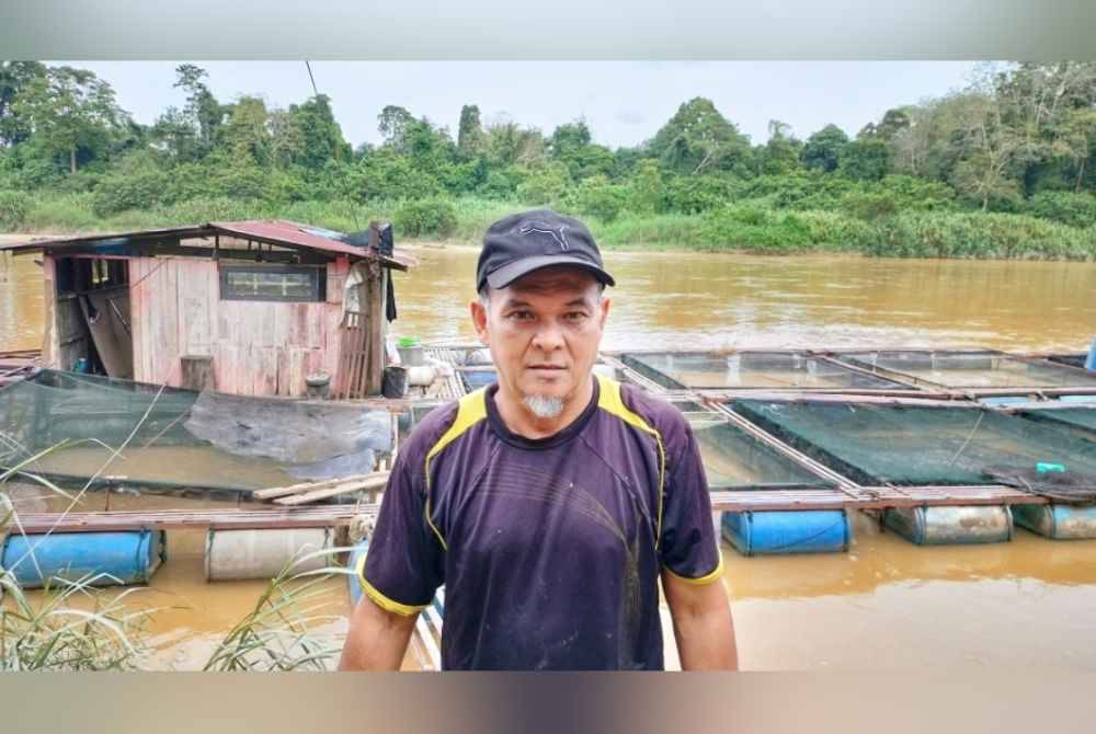 
Rosli pernah kerugian lebih RM100,000 selepas lapan sangkarnya musnah akibat banjir.