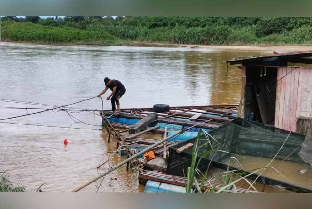 
Rosli memeriksa keadaan tali yang dipasang pada sangkar ikan.