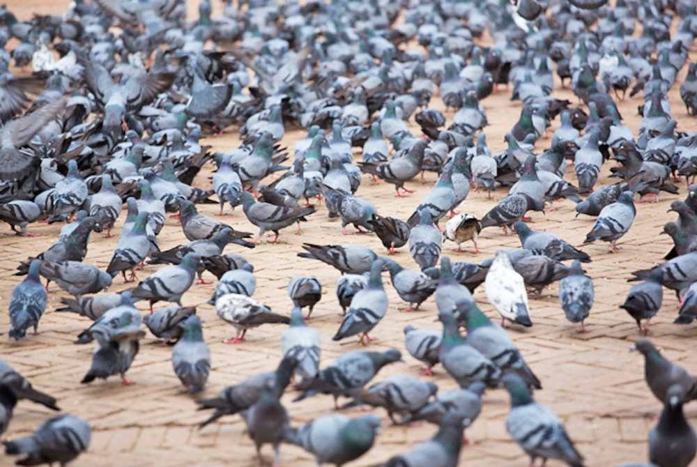 Suspek mendakwa jalan raya adalah untuk manusia dan burung merpati tidak sepatutnya menghalang laluan itu. - Foto Agensi