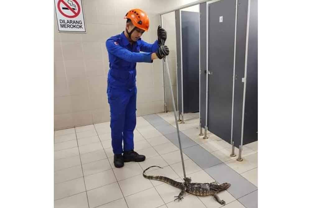 Seekor biawak seberat empat kilogram ditemui 'tersekat' di dalam lubang tandas di sebuah pasaraya di jalan Melang di sini pada Isnin. - Foto APM Kuala Pilah