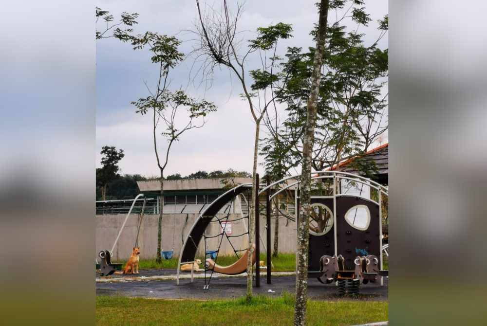 Masalah anjing liar turut membelenggu penduduk di Taman Meru Perdana 2, di sini.