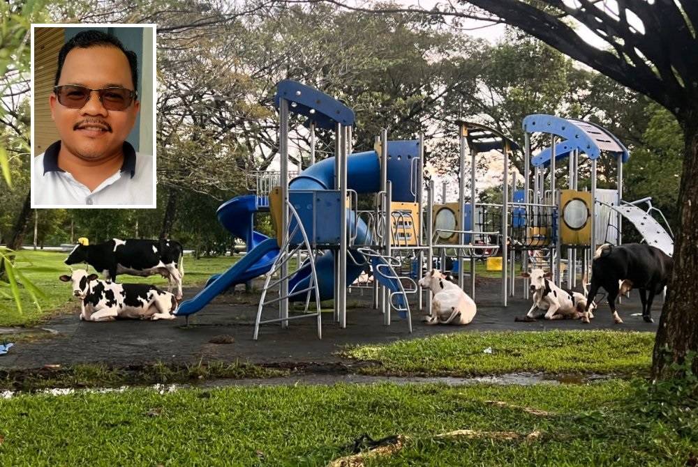 Lembu-lembu yang dibiarkan berkeliaran menganggu penduduk terutama kanak-kanak yang ingin beriadah di taman permainan. (Gambar kecil: Mohd Nazri)