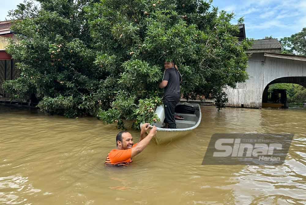 Penduduk di Kampung Siram mengambil kesempatan mengutip ciku dalam banjir.