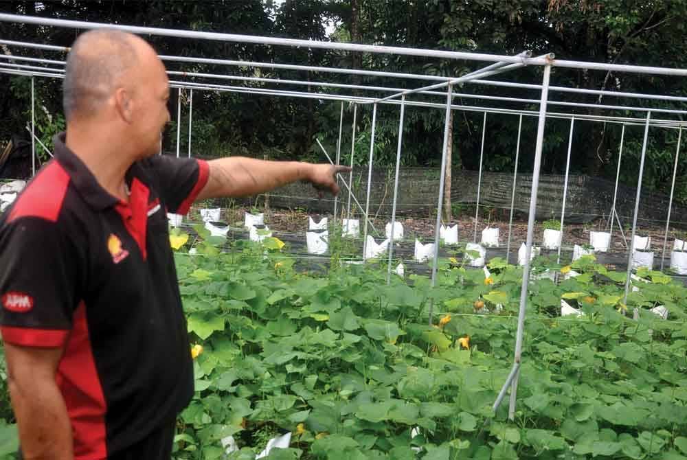 Mohd Azmi menunjukkan arah beruang melarikan diri melalui kawasan tanaman labu fetigasi di tepi rumahnya di Kampung Padang Tapong pada Isnin malam. - Foto Bernama