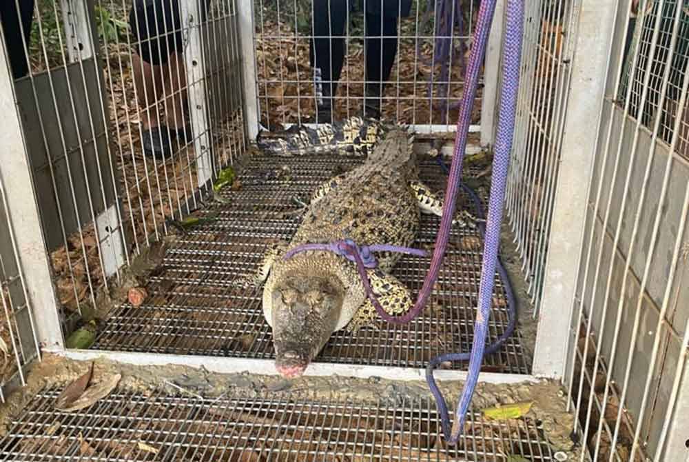 Buaya Tasik Kiambang yang berjaya ditangkap pada Khamis.